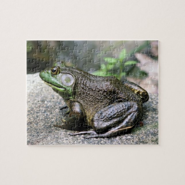 Puzzle Bullfrog Assis Sur Rock Nature (Horizontal)