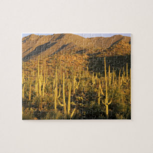 Puzzle Cactus du Saguaro près du parc national du Saguar