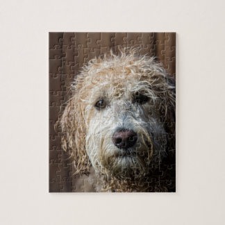 Puzzle Cadeaux impressionnants de chiot de Labradoodle