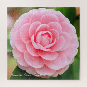 Puzzle Camellia : Otome-Tsubaki [puzzle Carré]