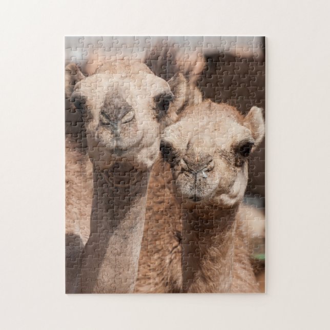 Puzzle Camels au marché Camel à Al Ain près de Dubaï (Vertical)