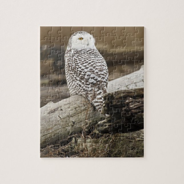 Puzzle Canada, Boundary Bay, Snowy Owl (Vertical)