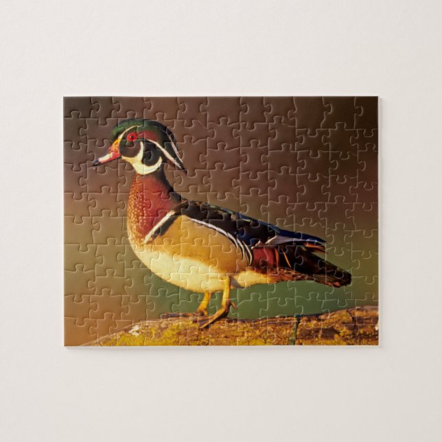 Puzzle Canard à bois mâle, Illinois (Horizontal)
