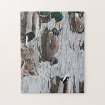 Canard, Canard d'Amérique, Oiseau, Kennewick, WA