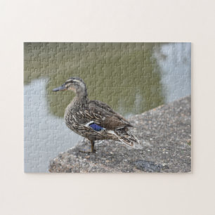 Puzzle Canard par l'eau Oiseau Photographie de la nature