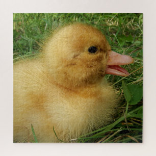 Puzzle canard, poulet, animal, poussin, oiseau, ferme, mi