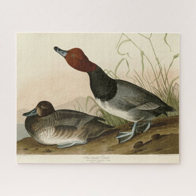 Puzzle Canard roux - Audubon's Birds of America (Horizontal)