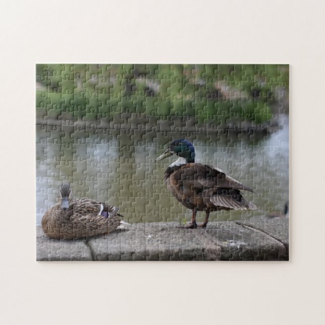 Puzzle Canards par l'eau Oiseau Photographie de la nature (Horizontal)