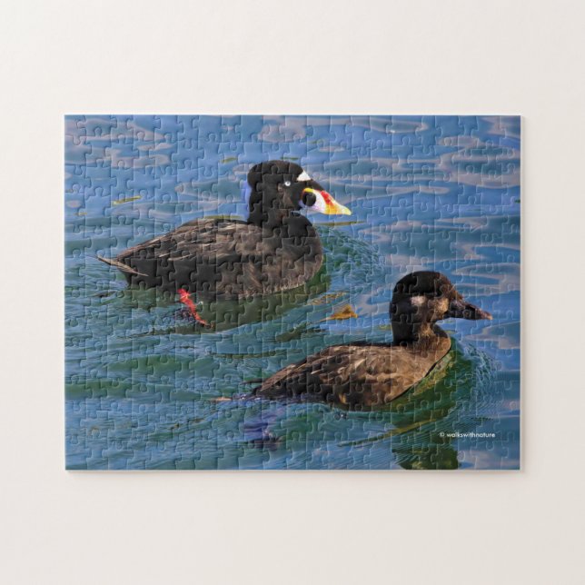 Puzzle Canards Scoter Surf mâle et femelle à la jetée (Horizontal)