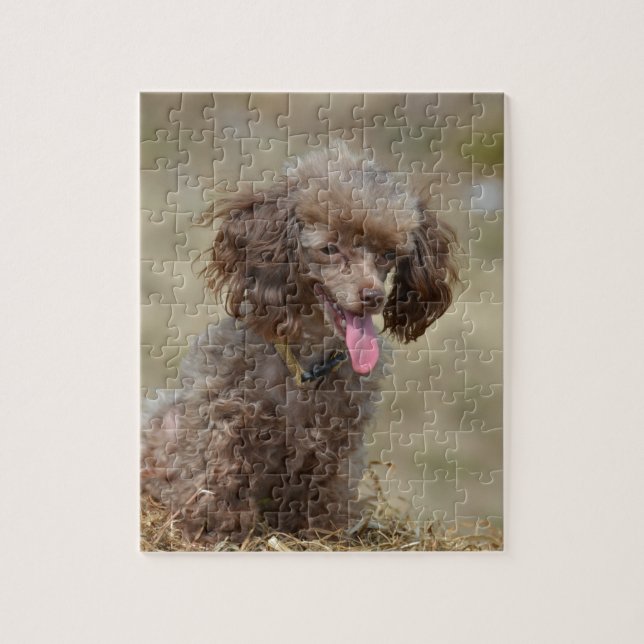 Puzzle Caniche de jouet Brown (Vertical)