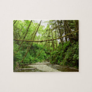 Puzzle Canyon Fern I au Parc national de Redwood