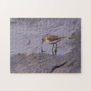 Puzzle Cape Neddick Least Sandpiper