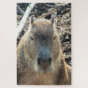 PUZZLE CAPYBARA ANIMAL SAUVAGE