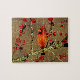 Puzzle Cardinal rouge mâle perché, IL