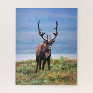 Puzzle Caribou ou renne   Parc national de Denali, Alaska