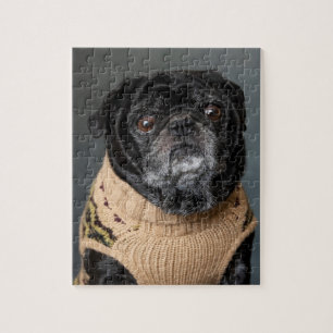 Puzzle Carlin noir adorable dans un pull