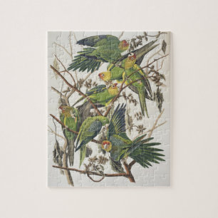 Puzzle Carolina Parakeet, de 'Birds of America', 1829