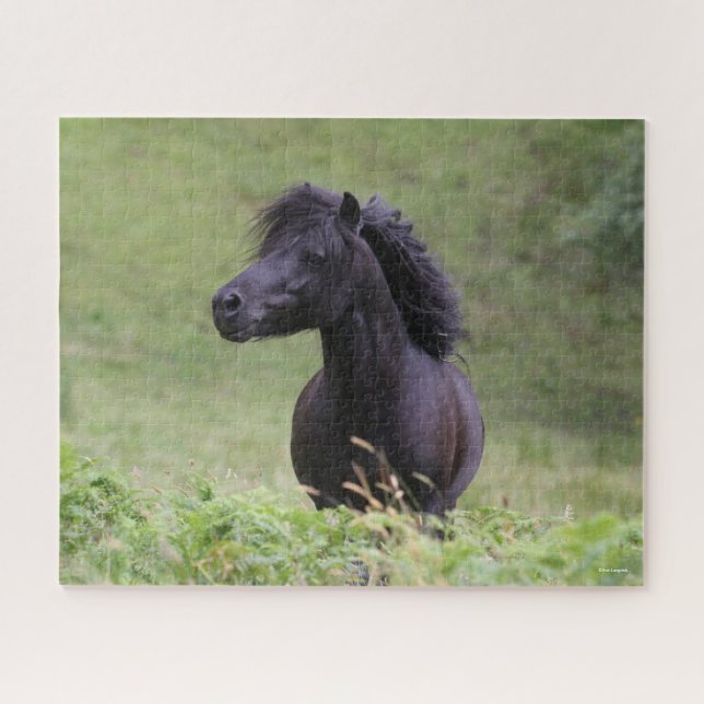 Puzzle Casque de Bob Langrish Black Shetland Pony Stallio (Horizontal)