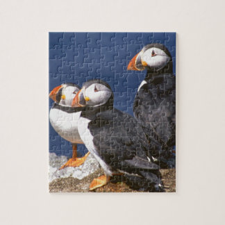 Puzzle Casse-tête de Macareux-tastic