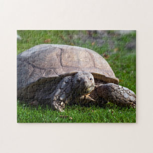 Puzzle Casse-tête de tortue