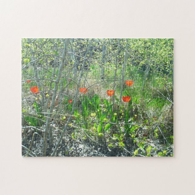 Puzzle Casse-tête rouge | d'arbres d'Aspen de tulipes (Horizontal)