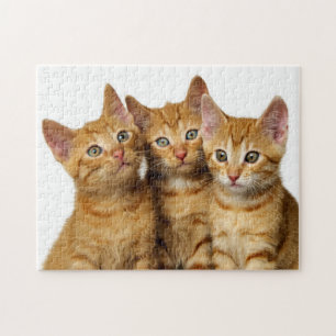 Puzzle Cat Kittens, trois mignons gingembre Photo de la t