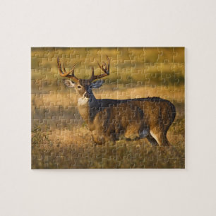 Puzzle Cerf à queue blanche (Odocoileus virginianus) adul