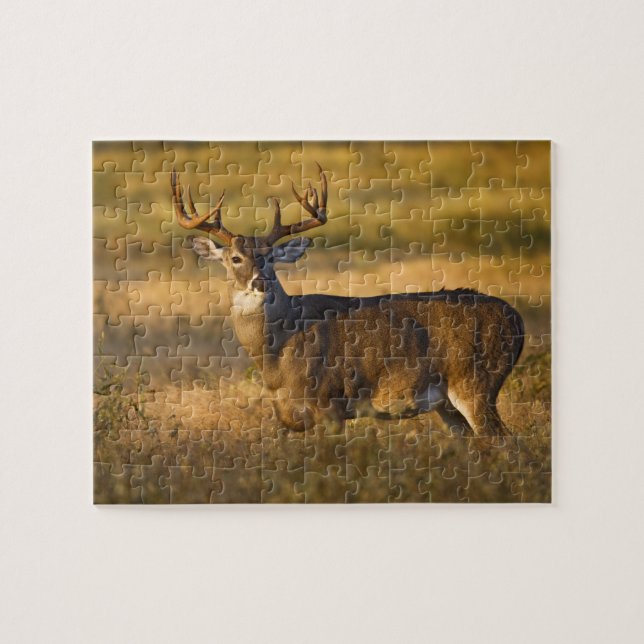 Puzzle Cerf à queue blanche (Odocoileus virginianus) adul (Horizontal)