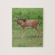 cerf, cerf en jachère en plein air