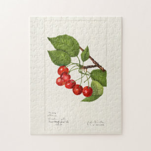 Puzzle Cerises (Prunus Avium) Aquarelle de fruits Peintur