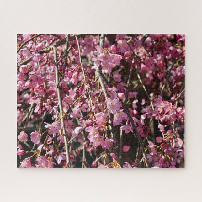 Puzzle Cerisier en fleurs jour de printemps en Italie (Horizontal)