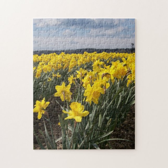 Puzzle Champ de jonquilles jaunes photo (Vertical)
