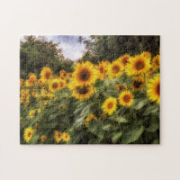 Champ de la photographie des tournesols