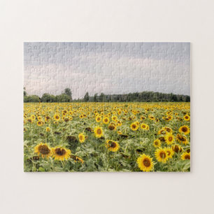 Puzzle Champ de tournesol photo