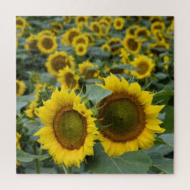 Puzzle Champ de tournesols - 20x20 pouces (Vertical)