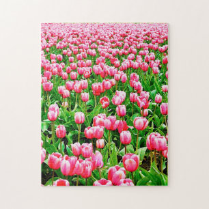 Puzzle Champ de tulipes roses