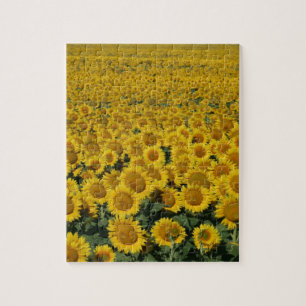 Puzzle Champ des tournesols