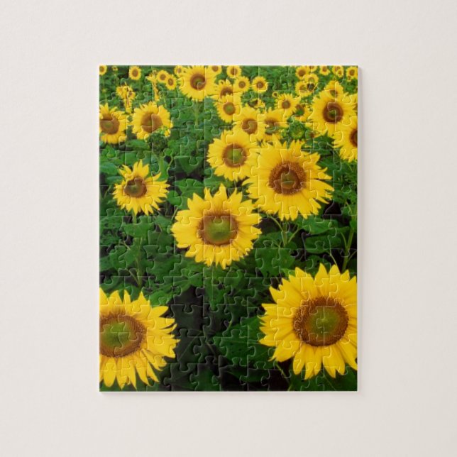 Puzzle Champ des tournesols (Vertical)