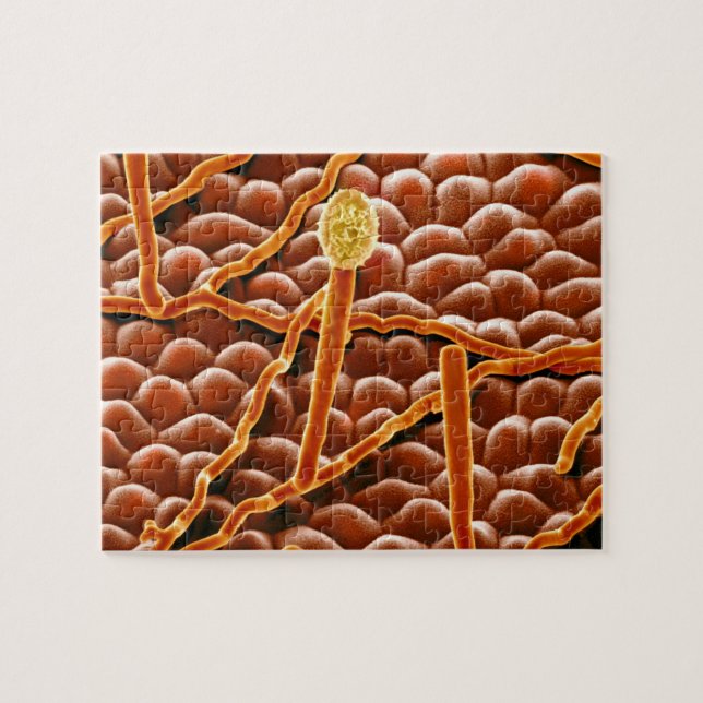 Puzzle Champignon de rouille pulvérulente sur la (Horizontal)