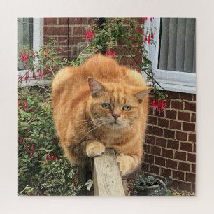 Puzzle Chat au gingembre amusant sur la clôture