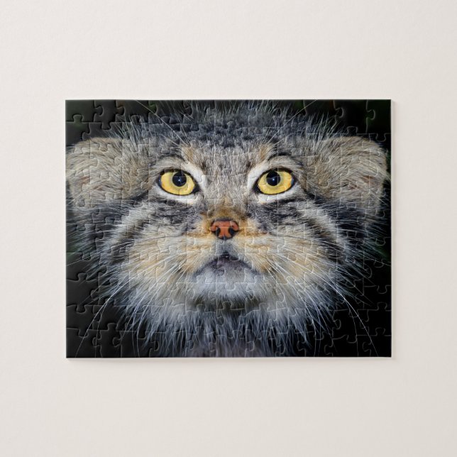 puzzle - chat de pallas (Horizontal)