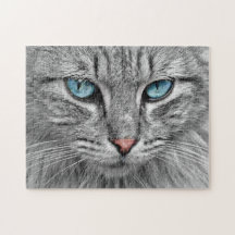 Chat gris avec yeux bleus