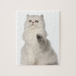 Puzzle Chat perse assis