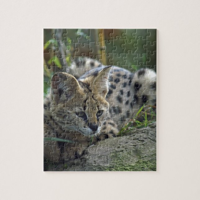 Puzzle Chat sauvage sauvage (Vertical)