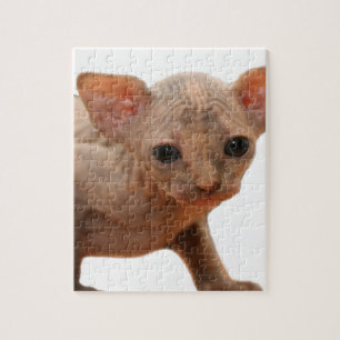 Puzzle Chaton nouveau-né mignon de sphynx