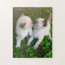 chatons qui s'embrassent