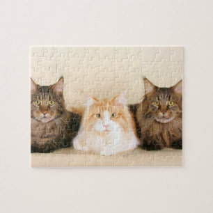 Puzzle Chats du Maine