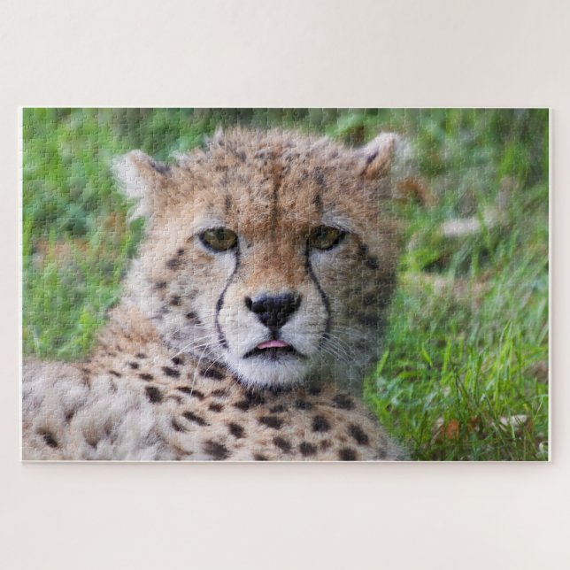 Puzzle Cheetah (Horizontal)