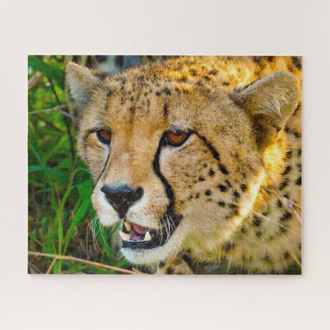Puzzle Cheetah Big Cats. (Horizontal)