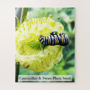 Puzzle Chenille de monarque & graine de plante de cygne 5